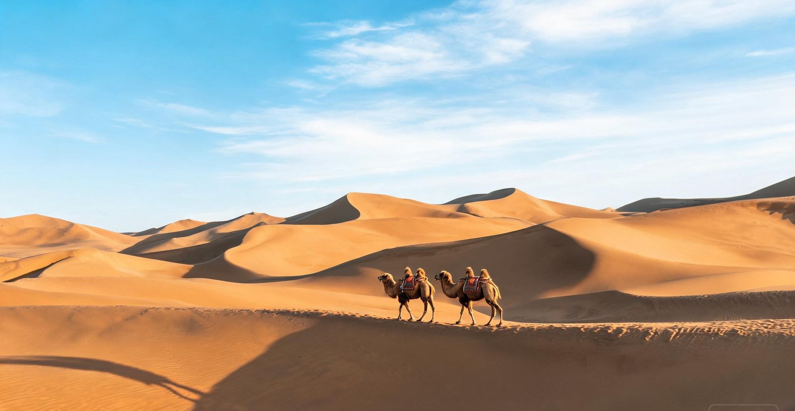 Camels on the sand dunes beside Dunhuang